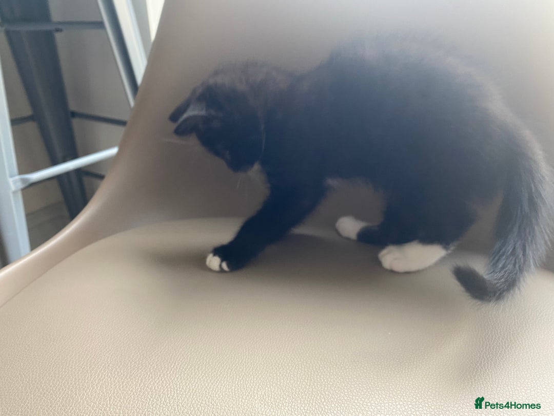 British Shorthair cats for sale: RESERVED - 2 boys needing forever homes  - Image 6