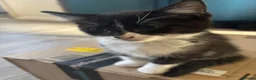 Mixed Breed cats for sale: 2 black and white female kittens £50 each   - Advert 5