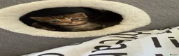 Bengal cats for sale: 🐾 Beautiful Bengal x Maine Coon Kittens 🐾 - Advert 26