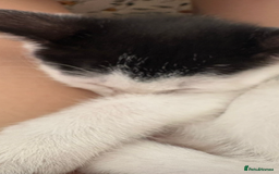 Mixed Breed cats for sale: 2 kittens  - Image 3