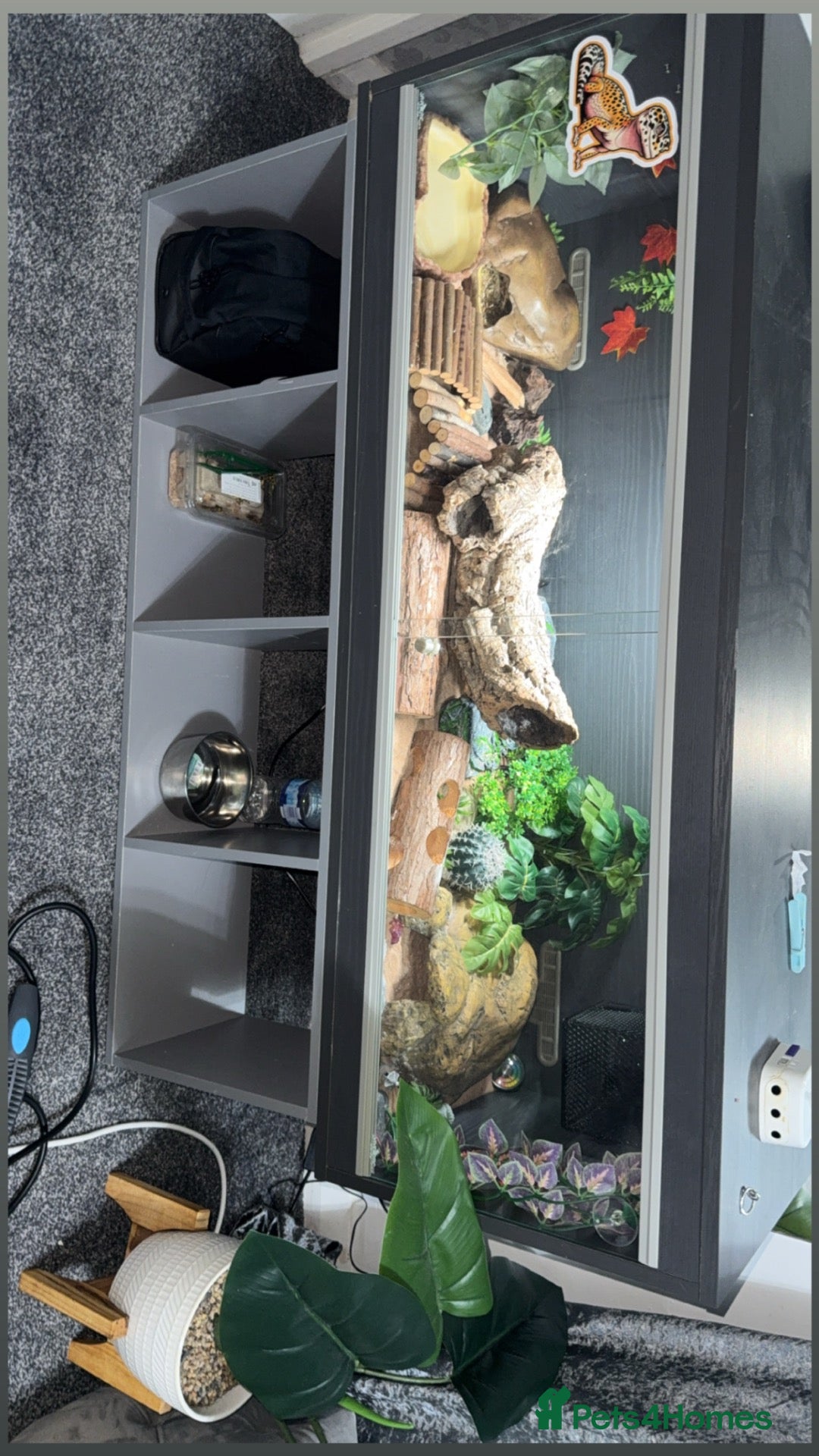 Leopard Gecko reptiles Leopard geko  - Advert 1