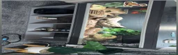 Leopard Gecko reptiles for sale: Leopard geko  in Chatham - Advert 1