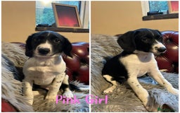 Sprollie dogs for sale: 💛Beautiful Sprollie Puppies💛 - Image 4