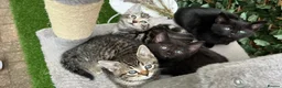 Mixed Breed cats for sale: Bengal Marble & American Shorthair  - Advert 1