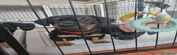 Dachshund dogs for sale: READY TO LEAVE 1 Dachsund Puppy (1 Girl) - Advert 9