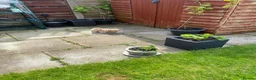 Maltipoo dogs for sale: Tiny Asian poodle/Korean Maltipoos *ready now* - Advert 15