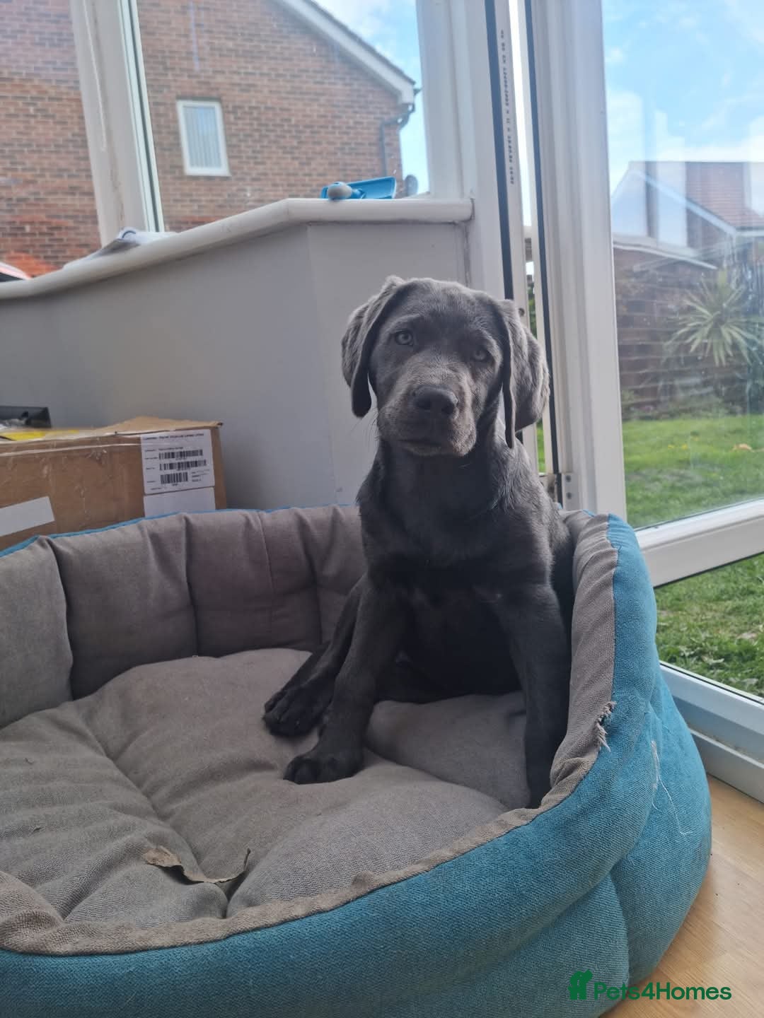 Labrador Retriever dogs for sale: Health Tested KC Registered Labradors - Image 8