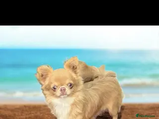 Chihuahua dogs incredible lilac fawn stud boy - Advert 1