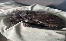 Cavapoo dogs for sale: ✨🌈 Rare Chocolate & Multicoloured Curly Cavapoos - Image 22