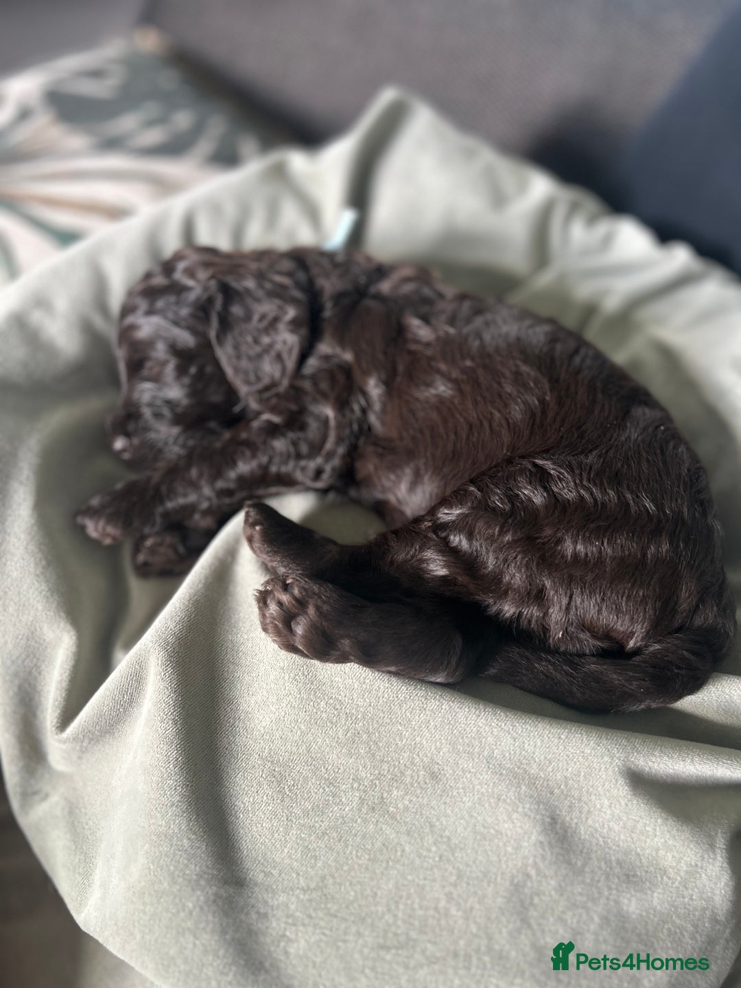 Cavapoo dogs for sale: ✨🌈 Rare Chocolate & Multicoloured Curly Cavapoos - Image 22