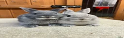 Netherland Dwarf rabbits for sale: Bonded sisters (vaccinated)  - Advert 4