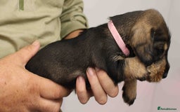 Dachshund dogs for sale: Wire Haired Dachshund Puppies - Image 17