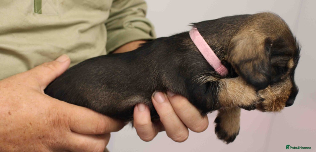 Dachshund dogs for sale: Wire Haired Dachshund Puppies - Image 17