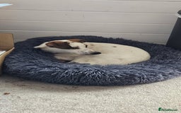 Mixed Breed dogs for adoption: Cute Cassandra - Image 1