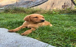 Labrador Retriever dogs for sale: 3 Beautiful Fox Red Labrador puppies - Image 1