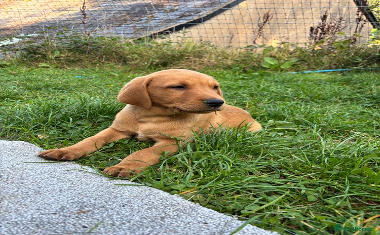 Labrador Retriever dogs - Advert 4
