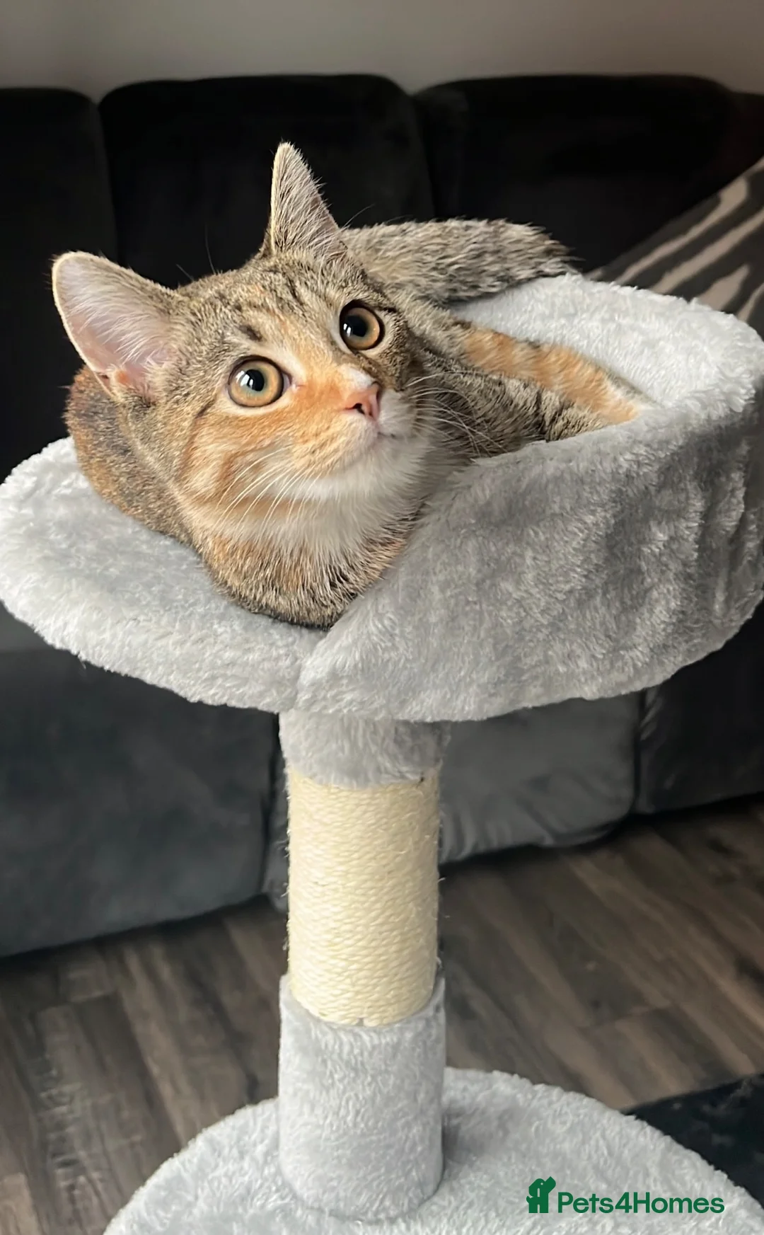 Domestic Shorthair cats for sale: Female Shorthair Kitten in Leicester - Advert 2