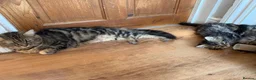 Mixed Breed cats for sale: Beautiful Persian Cross kittens for sale - Advert 10