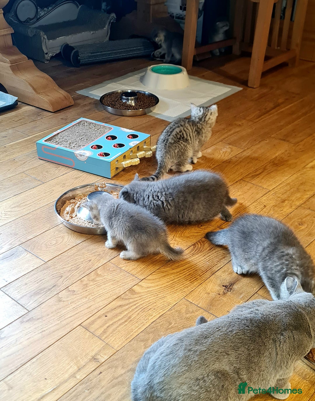 Scottish Fold cats for sale: Scottish Fold Kittens  - Image 16