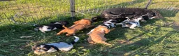 Cocker Spaniel dogs for sale: Stunning show type cocker spaniel puppies  - Advert 17