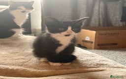 Domestic Shorthair cats for sale: Beautiful black and white tuxedo kittens for sale  - Image 8