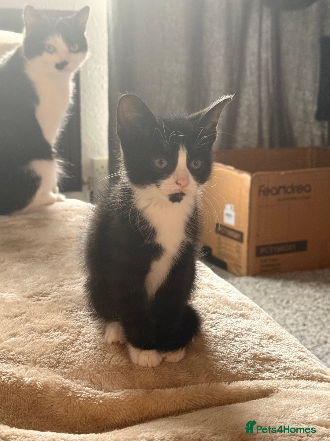 Domestic Shorthair cats for sale: Beautiful black and white tuxedo kittens for sale  - Image 8