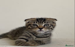 Scottish Fold cats for sale: beautiful Scottish Fold×Nebelung Kittens in Liverpool - Image 3