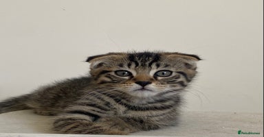 Scottish Fold cats in Liverpool - Advert 6