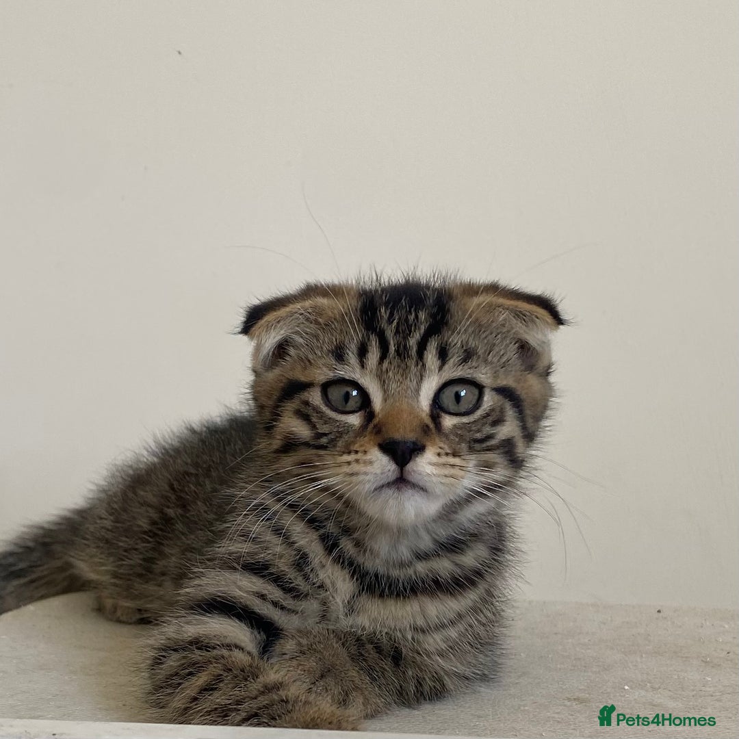 Scottish Fold cats for sale: beautiful Scottish Fold×Nebelung Kittens in Liverpool - Image 3
