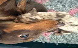 Dachshund dogs for sale: KC Long Haired Miniature Dachshund Puppies - Image 6