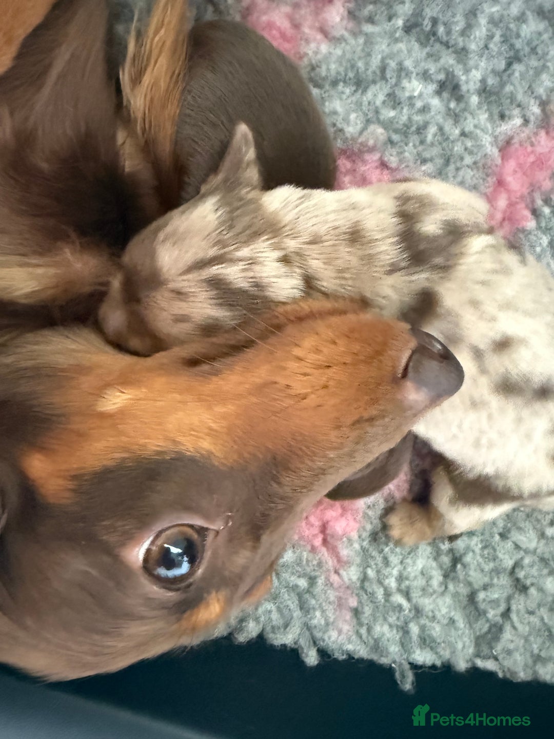 Dachshund dogs for sale: KC Long Haired Miniature Dachshund Puppies - Image 6