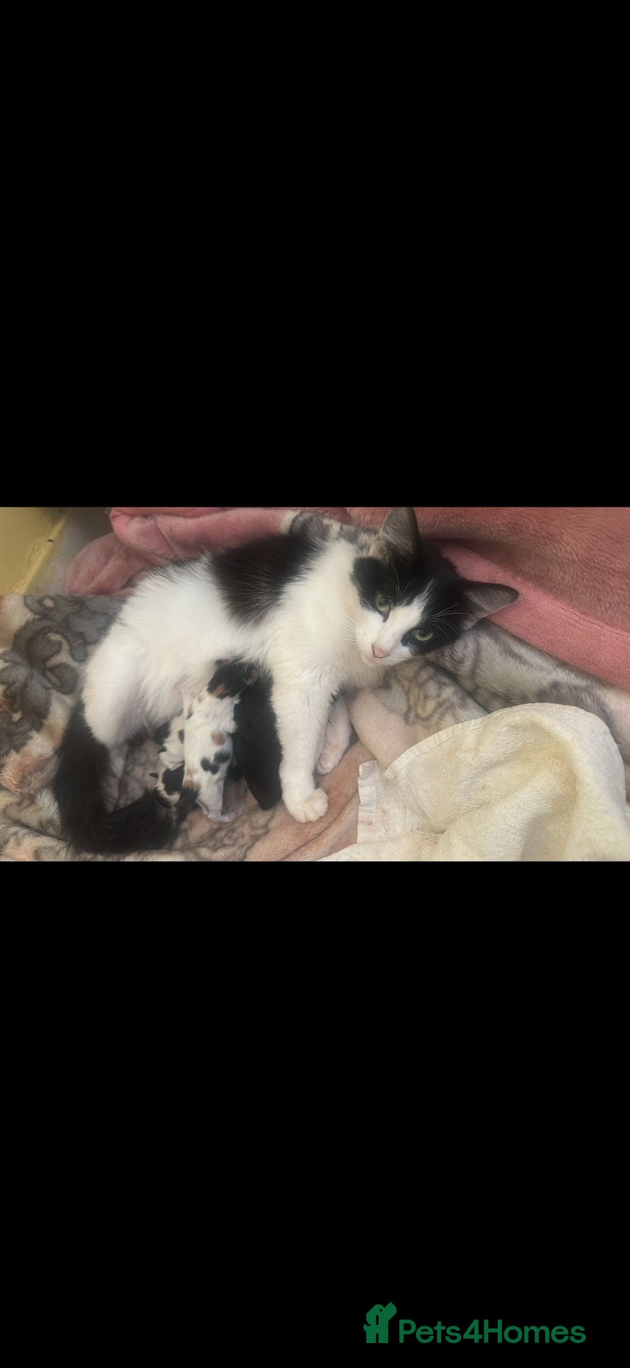 Mixed Breed cats Ragdoll Male Kitten + 2 Female Calico Kittens - Advert 3