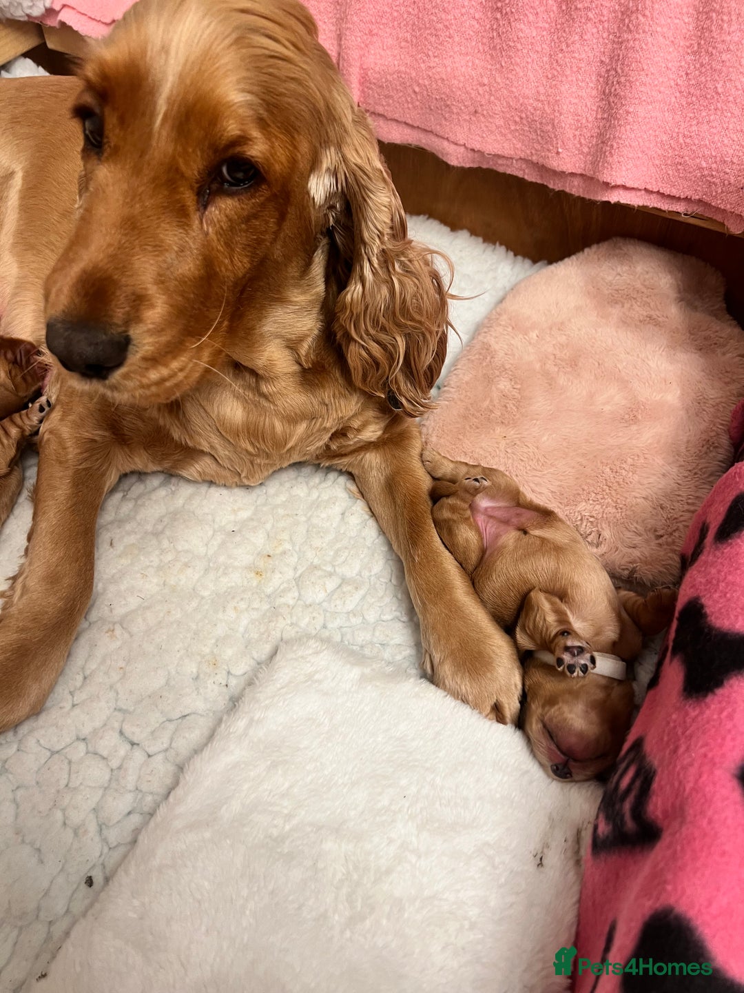 Cocker Spaniel dogs for sale: Show type cocker spaniels  - Advert 3