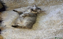 British Shorthair cats for sale: PUre tabby British short hair kittens - Image 9
