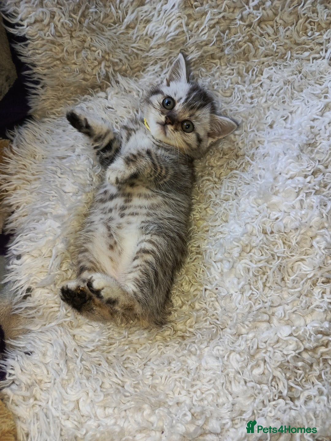 British Shorthair cats for sale: PUre tabby British short hair kittens - Image 9
