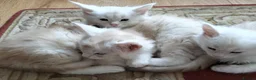 Maine Coon cats for sale: Adoreable Main Coon Kittens GCCF Reg - Advert 1