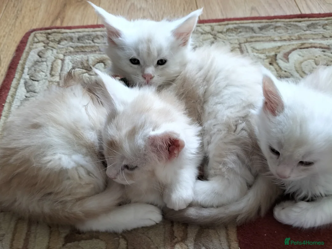 Maine Coon cats for sale: Adoreable Main Coon Kittens GCCF Reg - Advert 1