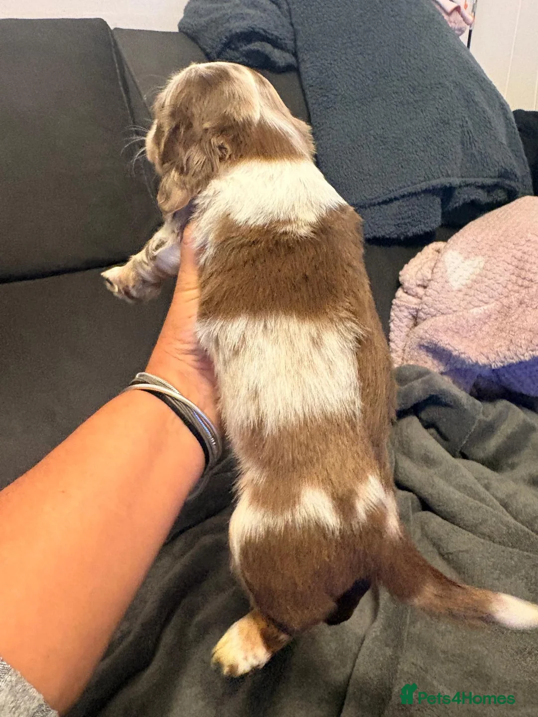 Miniature Dachshund dogs for sale: READY to GO FULL Vac Mini Dachshund smooth  - Advert 7