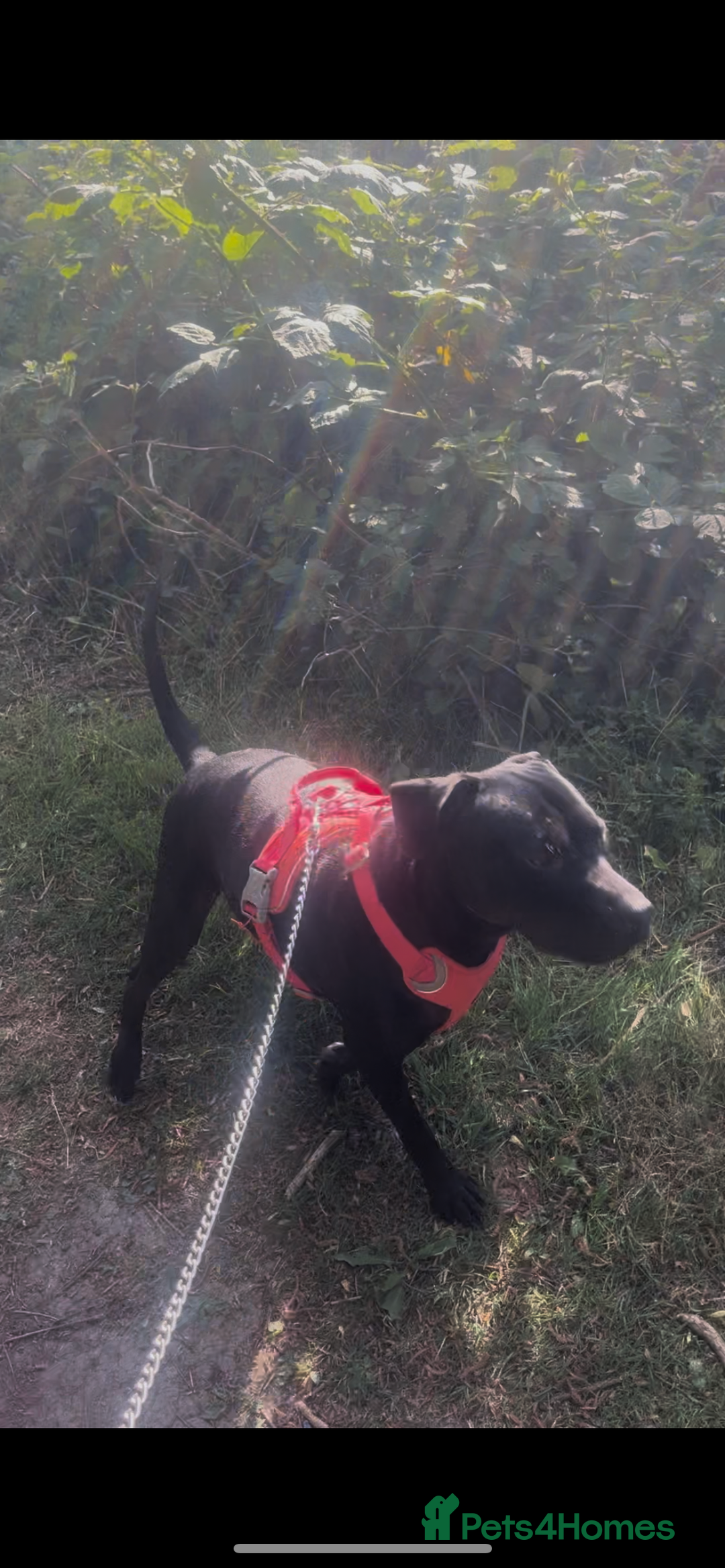 Mixed Breed dogs for sale: Cane corso X Staffordshire terrier puppies 🔥🩸 - Advert 8