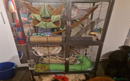 Rat rodents for sale: 3xfemale rats  - Image 1
