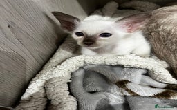 Balinese cats for sale: Lovely Bali Kittens  - Image 4