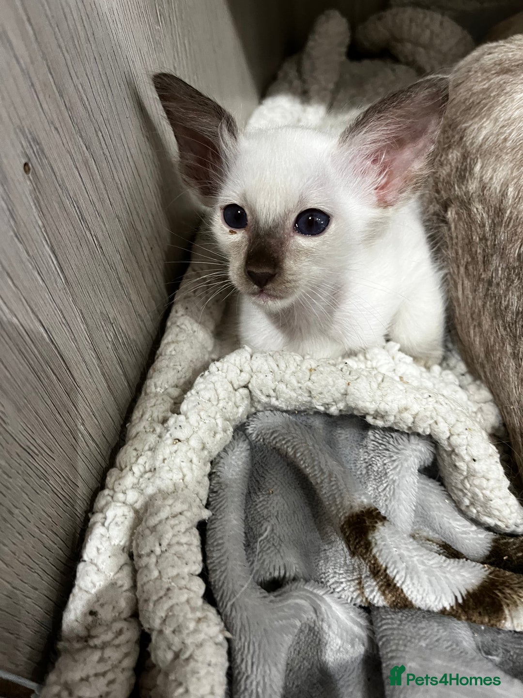 Balinese cats for sale: Lovely Bali Kittens  - Image 4
