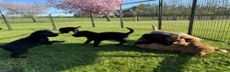 Labrador Retriever dogs for sale: Stunning,confident and loving Labrador puppies.  - Advert 4