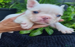French Bulldog dogs for sale: Big Perm, fluffy and furnished frenchies  - Image 16