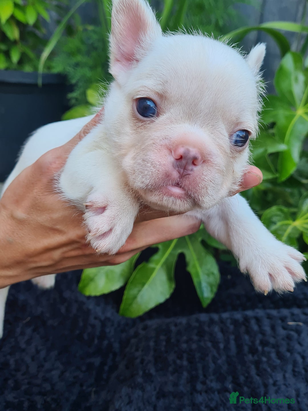 French Bulldog dogs for sale: Big Perm, fluffy and furnished frenchies  - Image 16