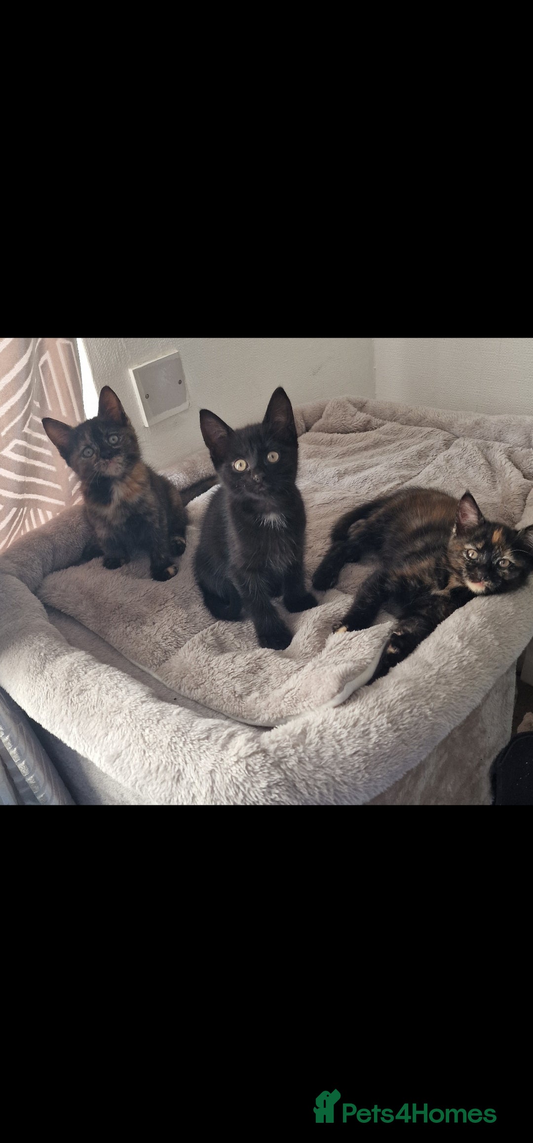 British Longhair cats for sale: 9 weeks old kitten looking for loving home - Image 5