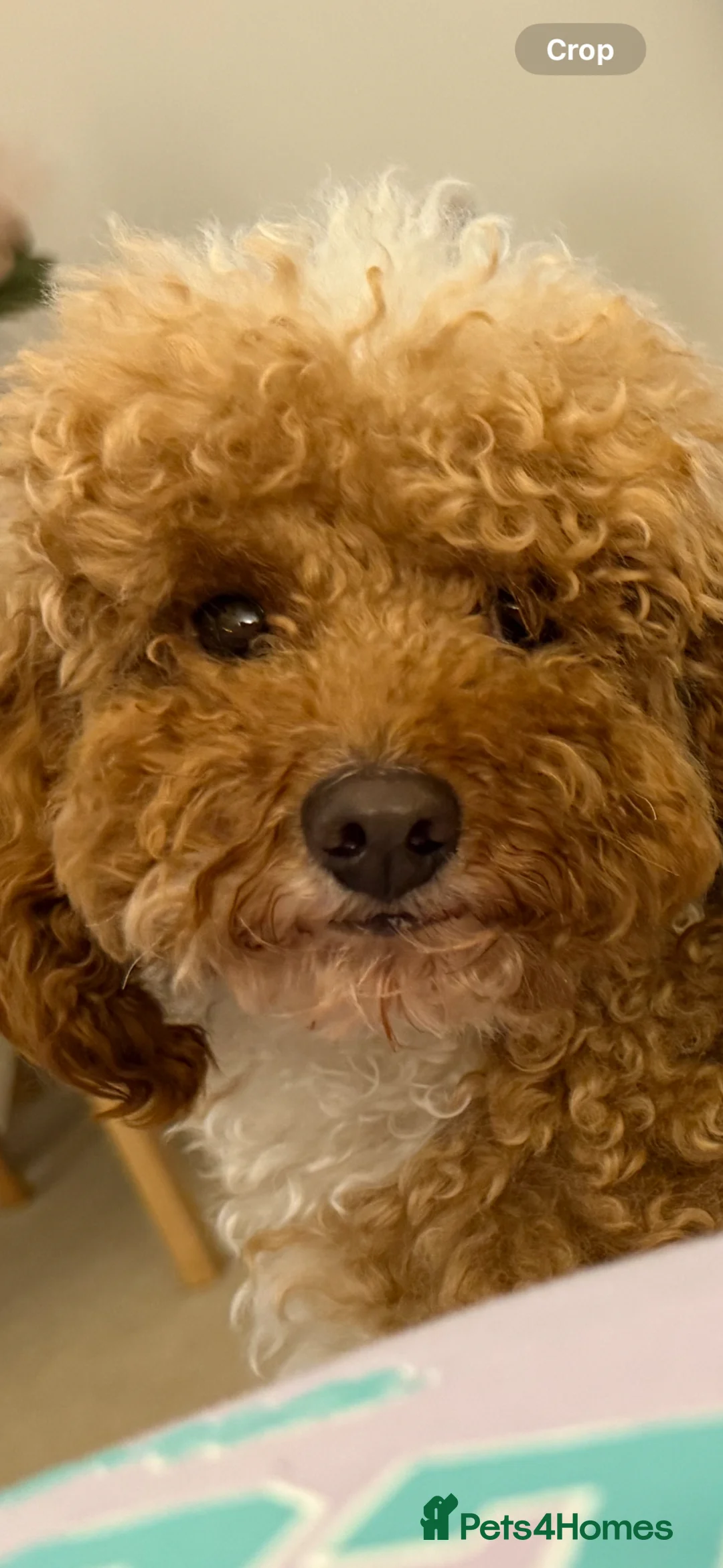 Miniature Poodle dogs for stud: Miniature Poodle for STUD - Advert 2