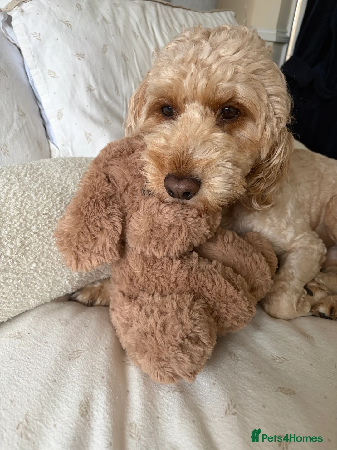 Cockapoo dogs for sale: Cockapoo puppies - Advert 8