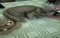 British Shorthair cats for sale: British shorthair  - Image 5