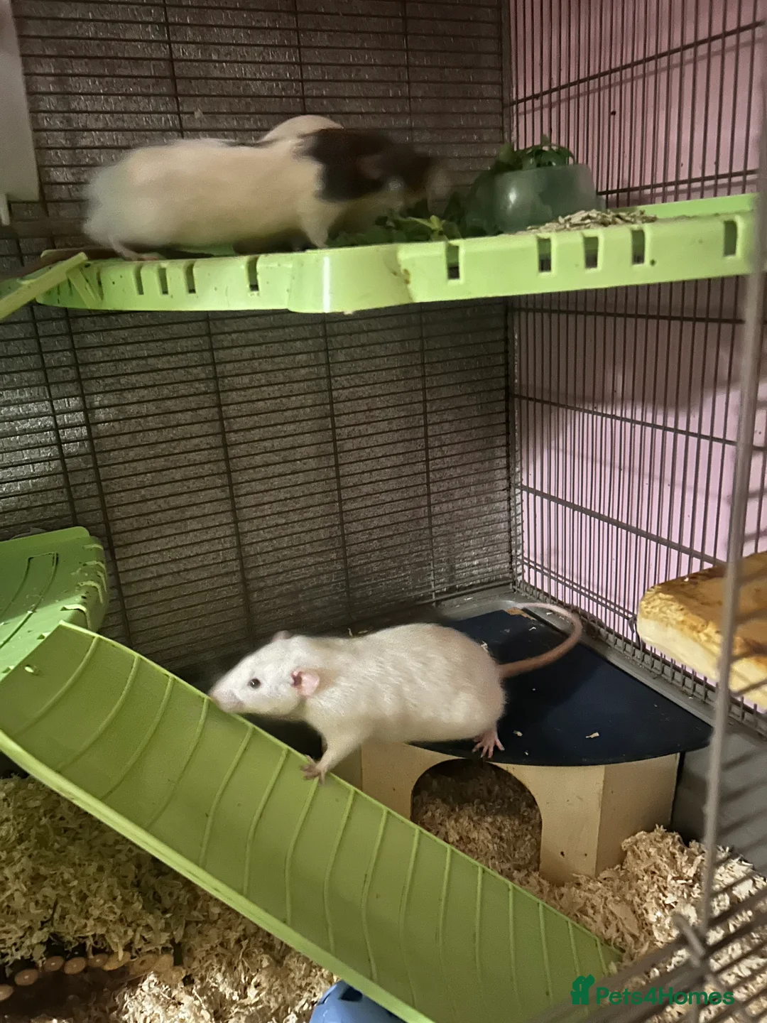 Rat rodents for sale: Male Dumbo Rats - Advert 3